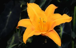 宽屏鲜花特写 第六辑_4