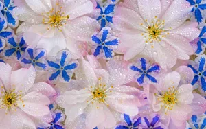 宽屏鲜花特写 第六辑_7