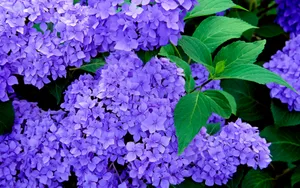 宽屏鲜花特写 第六辑_10