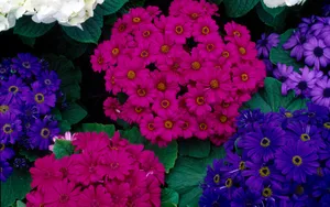宽屏鲜花特写 第六辑_12