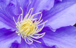 宽屏鲜花特写 第六辑_13