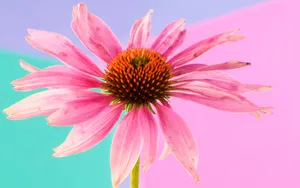 宽屏鲜花特写 第六辑_17