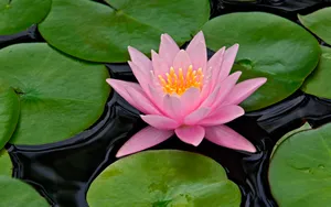 宽屏鲜花特写 第六辑_19