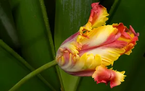 宽屏鲜花特写 第五辑_2