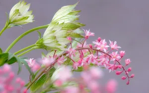 宽屏鲜花特写 第五辑_3