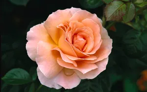 宽屏鲜花特写 第五辑_4