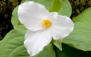宽屏鲜花特写 第五辑_5