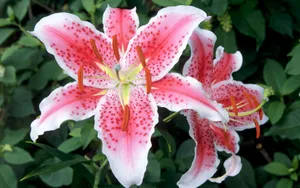 宽屏鲜花特写 第五辑_6