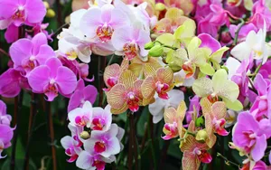 宽屏鲜花特写 第五辑_8