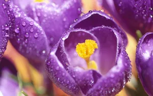 宽屏鲜花特写 第五辑_16