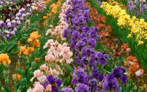 宽屏鲜花特写 第四辑_2