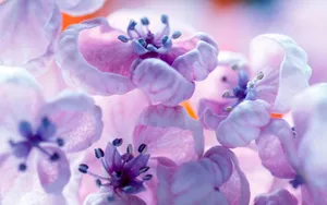 宽屏鲜花特写 第四辑_3