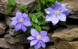 宽屏鲜花特写 第四辑_4