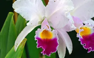 宽屏鲜花特写 第四辑_5