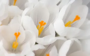宽屏鲜花特写 第四辑_6