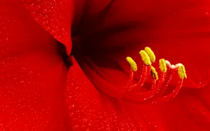 宽屏鲜花特写 第四辑_11
