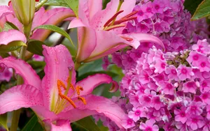 宽屏鲜花特写 第四辑_12