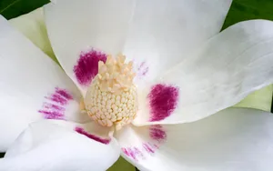 宽屏鲜花特写 第三辑
