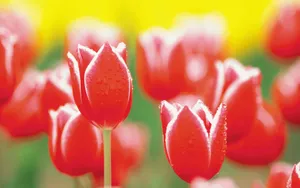宽屏鲜花特写 第三辑_2