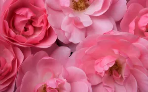 宽屏鲜花特写 第三辑_5