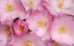 宽屏鲜花特写 第三辑_16
