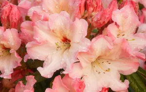 宽屏鲜花特写 第三辑_19