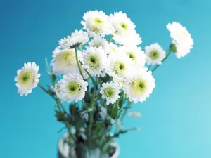 鲜花特写 第13辑_2