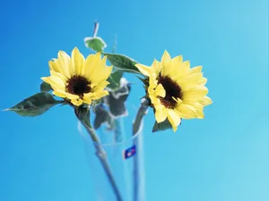 鲜花特写 第13辑_15