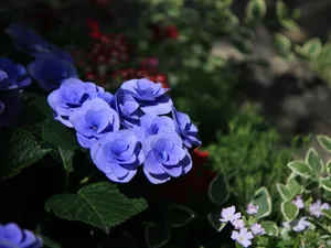 鲜花特写 第12辑_11