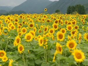 葵花特写 第四辑