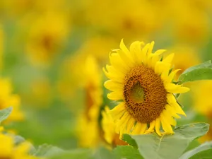 葵花特写 第四辑_7