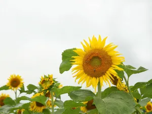葵花特写 第四辑_8