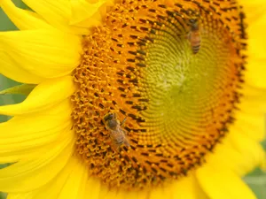 葵花特写 第四辑_13