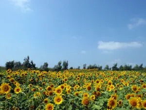 葵花特写 第四辑_14