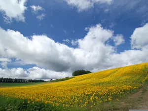 葵花特写 第四辑_16