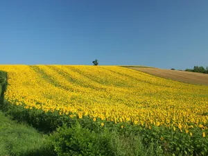 葵花特写 第三辑_5