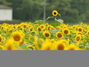 葵花特写 第三辑_9