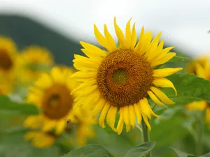 葵花特写 第三辑_12