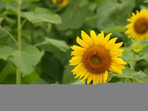 葵花特写 第三辑_16