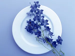 花艺大餐 第一辑_5