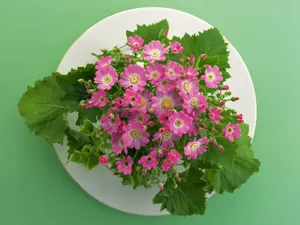 花艺大餐 第一辑_7