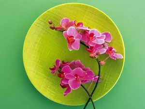花艺大餐 第一辑_9