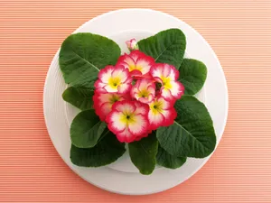 花艺大餐 第一辑_18
