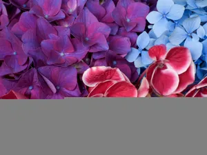 鲜花特写 第十辑_4