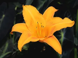 鲜花特写 第十辑_7