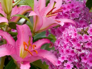 鲜花特写 第十辑_9