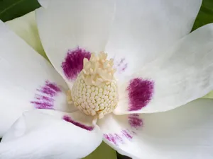 鲜花特写 第十辑_10