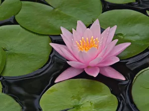 鲜花特写 第十辑_15