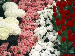 鲜花特写 第十辑_17