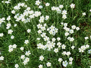 白色花朵 第三辑